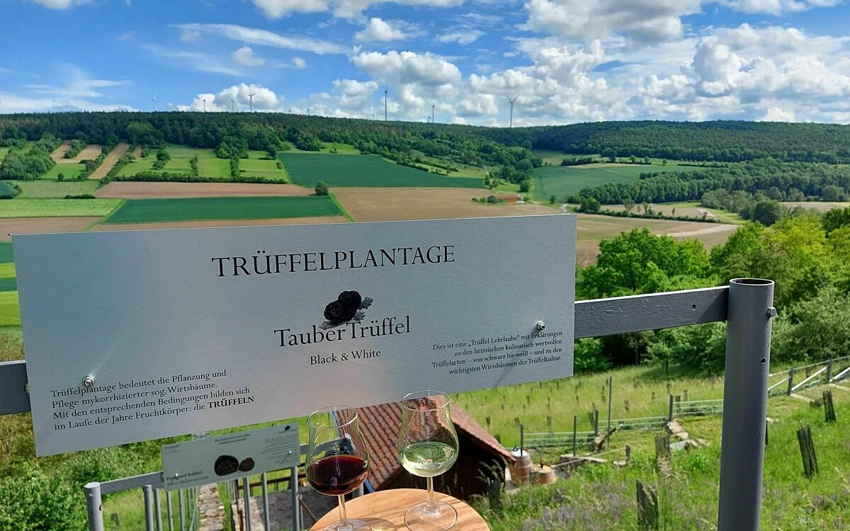 Bild Trueffelplantage Fotolia Bild Trueffelplantage Fotolia